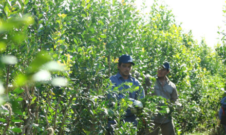 Qué puede pasar con los precios de la yerba tras un cambio clave que ya está vigente