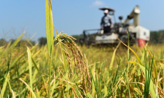 Arias: Se dictará la Diplomatura Universitaria en Gestión de Empresas Agrícolas Ganaderas