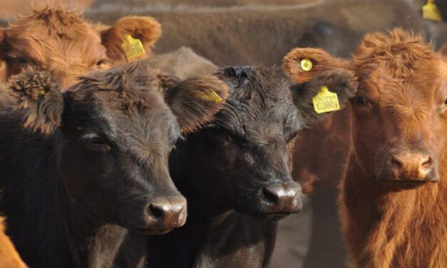 Fuerte caída de la faena bovina en marzo