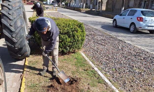 Los Cisnes: el municipio avanza con el plan de forestación