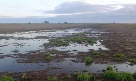 Se esperan excesos de lluvias sobre el centro de la región agrícola