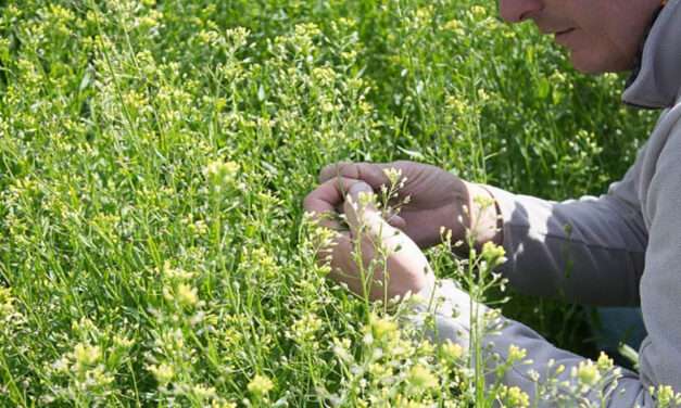 Camelina: compite con las malezas, reemplaza los barbechos cortos y es un excelente insumo para biocombustibles