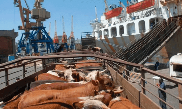 Más libre mercado para la ganadería argentina: Se podrá exportar ganado en pie