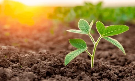 El motor invisible de la agricultura está bajo nuestros pies