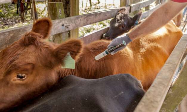 El 10 de marzo arranca la campaña anual de vacunación contra la fiebre aftosa