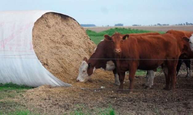 Más energía y menos pérdidas: beneficios de la inoculación en silaje de grano húmedo