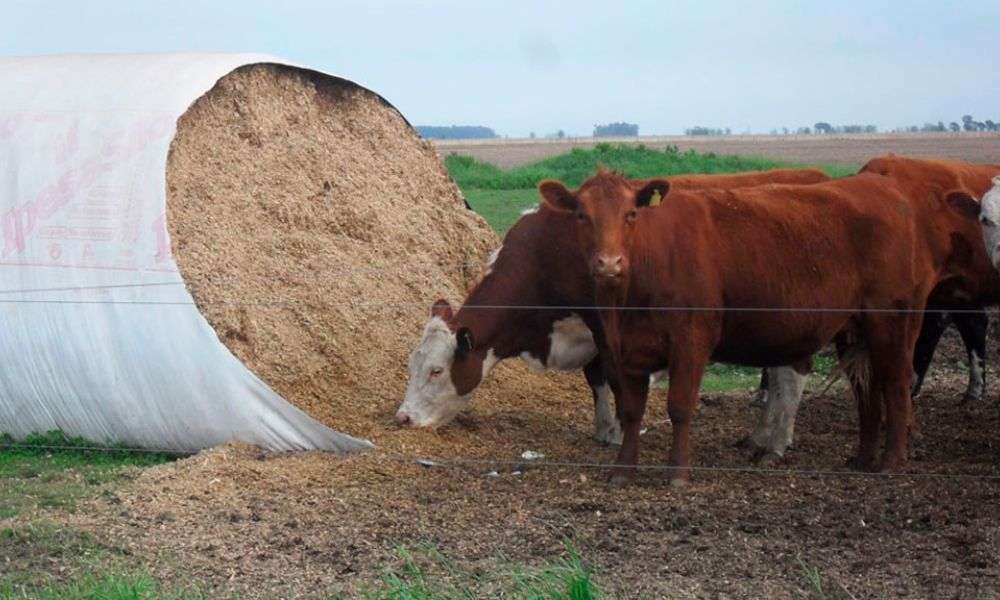 Más energía y menos pérdidas: beneficios de la inoculación en silaje de grano húmedo