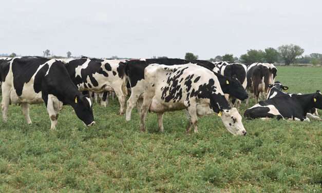 Un gigante del sector de equipos de ordeño permitirá utilizar vacas como garantías para accesos a crédito bancario y seguros