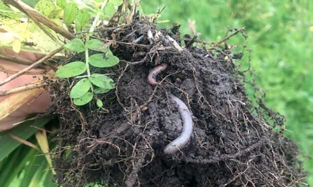 Por qué la Agricultura Regenerativa hoy es clave en los sistemas productivos