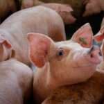 Una nueva estrategia para combatir la brucelosis porcina