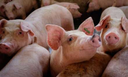 Una nueva estrategia para combatir la brucelosis porcina