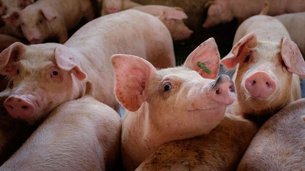 Una nueva estrategia para combatir la brucelosis porcina