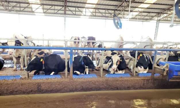 Producción de leche en Argentina crece más del 10% durante el primer trimestre del año