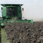 En girasol, sólo se cosecha un 60% de su potencial