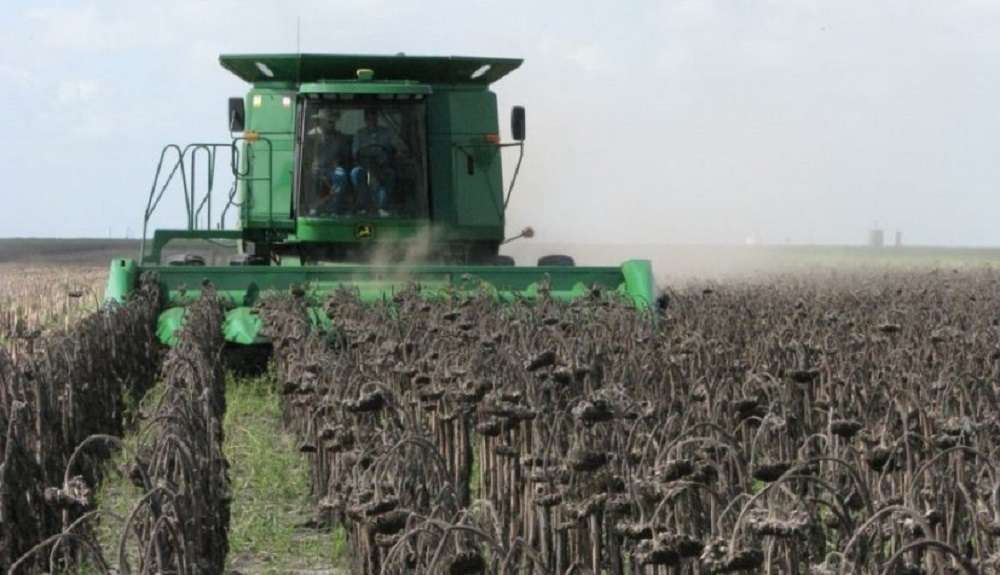 En girasol, sólo se cosecha un 60% de su potencial