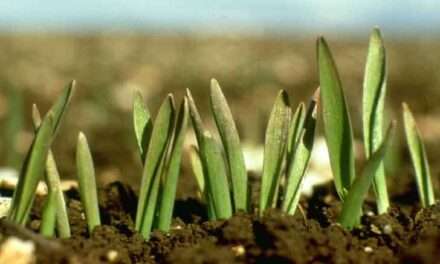 En Córdoba, el campo apuesta al trigo: sigue aumentando la intención de siembra