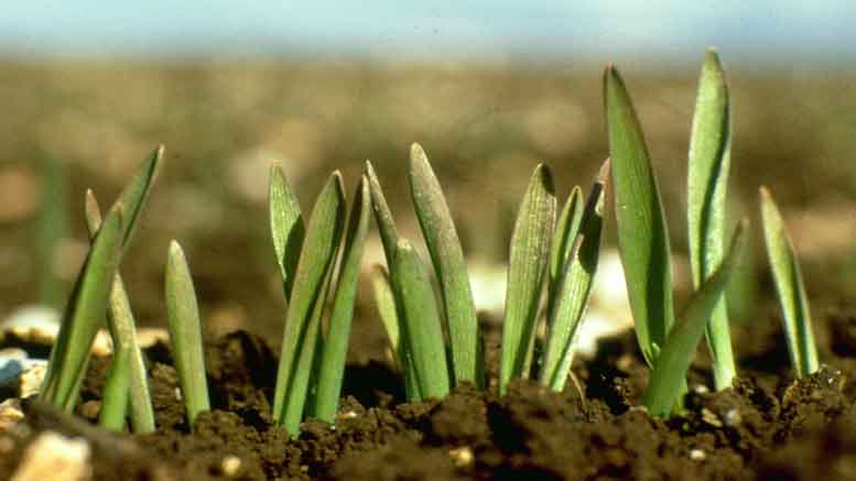En Córdoba, el campo apuesta al trigo: sigue aumentando la intención de siembra