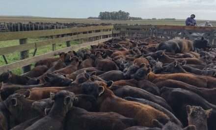 El Gobierno elimina el peso mínimo de faena y deja de intervenir en el mercado de carne bovina