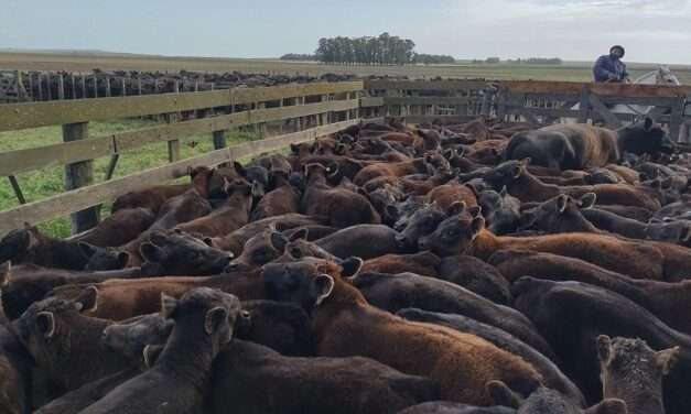El Gobierno elimina el peso mínimo de faena y deja de intervenir en el mercado de carne bovina