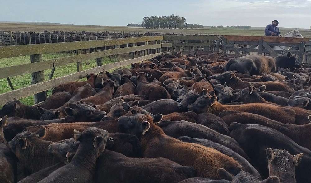 El Gobierno elimina el peso mínimo de faena y deja de intervenir en el mercado de carne bovina