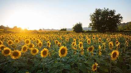 Girasol: el cultivo que volvió al ruedo y le gana la pulseada a la soja en ambientes difíciles