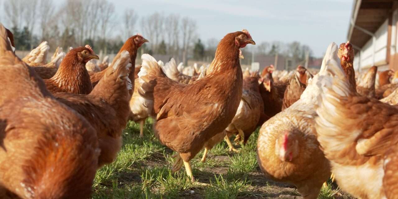 Mitos, verdades y beneficios de un alimento clave en la dieta de los argentinos