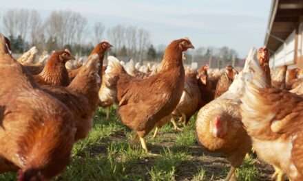 Mitos, verdades y beneficios de un alimento clave en la dieta de los argentinos