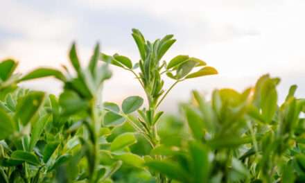 Avance argentino en biotecnología vegetal: investigan cómo lograr cultivos superadaptables al frío a partir de la auxina
