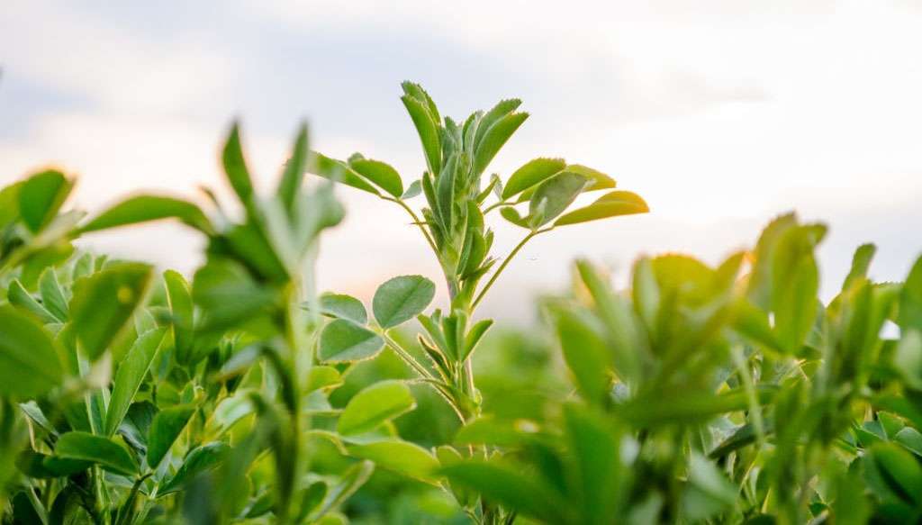 Avance argentino en biotecnología vegetal: investigan cómo lograr cultivos superadaptables al frío a partir de la auxina