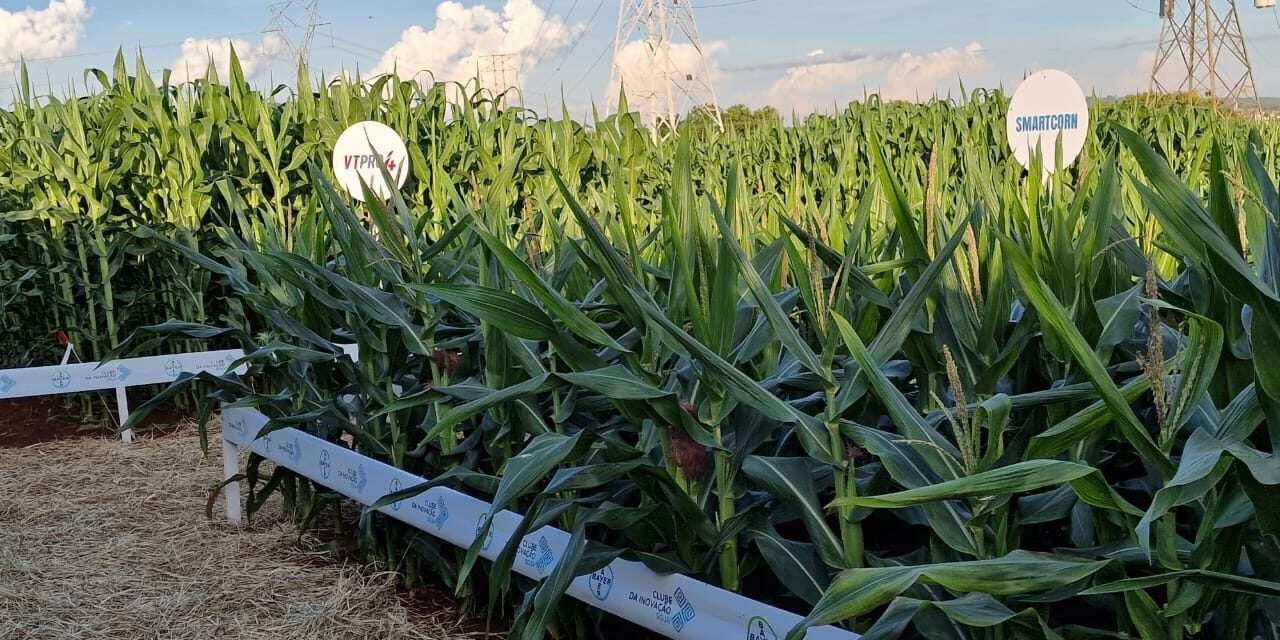 Aprueban en Argentina un nuevo maíz “enano” de Bayer: mayor resistencia y eficiencia para el campo