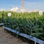 Aprueban en Argentina un nuevo maíz “enano” de Bayer: mayor resistencia y eficiencia para el campo