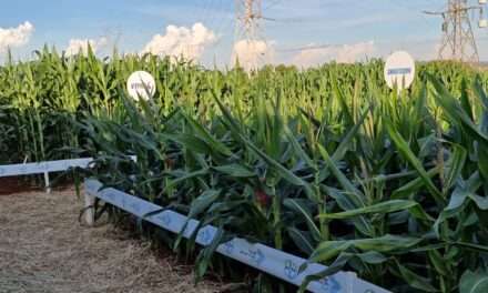 Aprueban en Argentina un nuevo maíz “enano” de Bayer: mayor resistencia y eficiencia para el campo