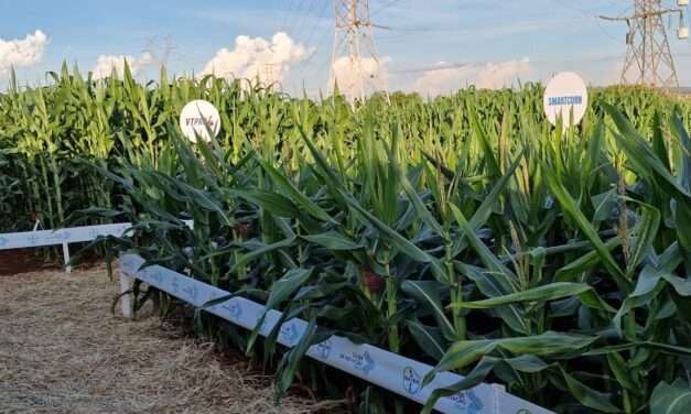 Aprueban en Argentina un nuevo maíz “enano” de Bayer: mayor resistencia y eficiencia para el campo