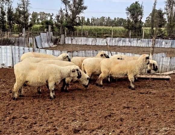 UNRC: Hallazgo clave sobre suplementación en desarrollo placentario ovino