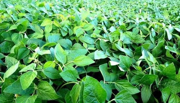 Afirman que la genética no es el principal problema del “estancamiento de la soja”