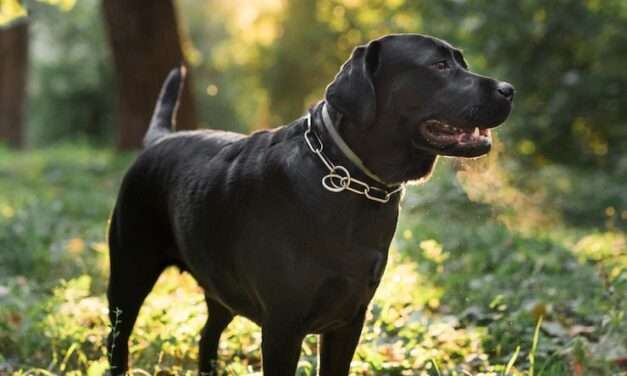 Vicuña Mackenna lanza la campaña gratuita de vacunación antirrábica 2025