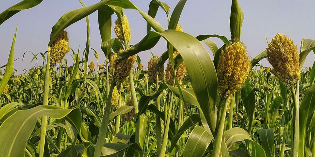 Genética y manejo del sorgo para cerrar la brecha de rendimiento