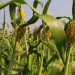 Genética y manejo del sorgo para cerrar la brecha de rendimiento