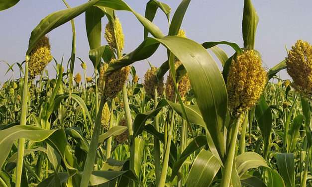Genética y manejo del sorgo para cerrar la brecha de rendimiento