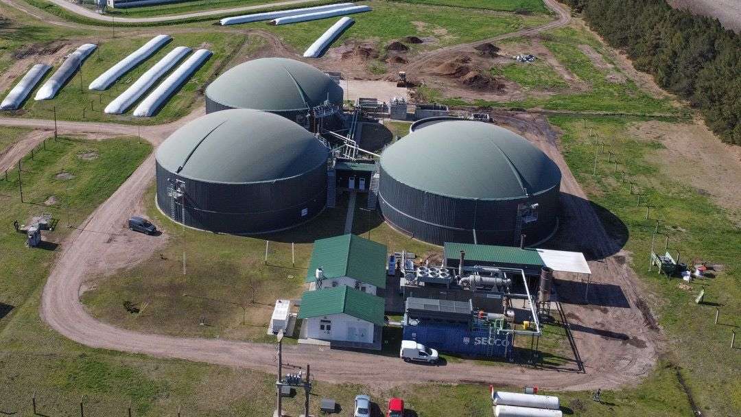 Proyecto argentino refuerza el valor de la vacunación en la producción porcina sustentable