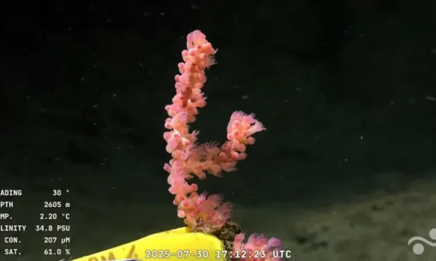 Investigadores del Conicet transmiten en vivo, registros submarinos desde 3.900 metros de profundidad