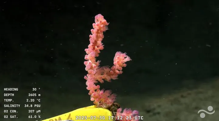 Investigadores del Conicet transmiten en vivo, registros submarinos desde 3.900 metros de profundidad