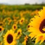 Con buenas condiciones de siembra, inicia la campaña de girasol 2025