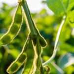 Biofortificación: una estrategia que podría posicionar a Argentina como líder mundial en alimentos