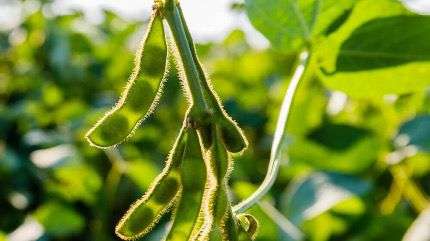 Biofortificación: una estrategia que podría posicionar a Argentina como líder mundial en alimentos