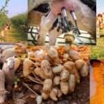 La evolución de las cadenas de agroindustria en 2025