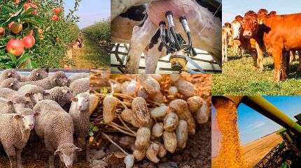 La evolución de las cadenas de agroindustria en 2025