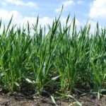 Las lluvias abrieron un panorama más alentador para el trigo y el garbanzo en Córdoba