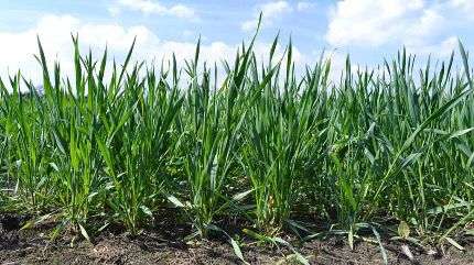 Las lluvias abrieron un panorama más alentador para el trigo y el garbanzo en Córdoba