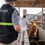 Senasa modifica el plan de vacunación contra la aftosa y reduce costos para el sector ganadero